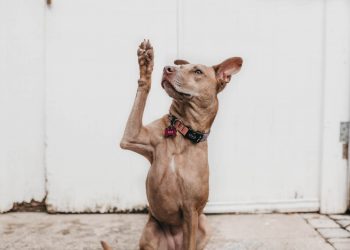 A dog raising its hand.